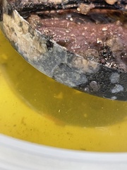 Schizoporella unicornis