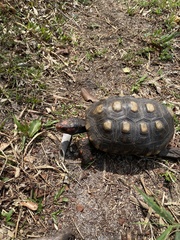 Chelonoidis carbonarius