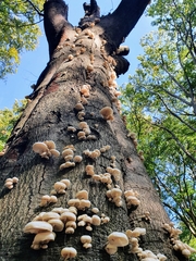 Oudemansiella mucida