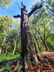 Oudemansiella mucida