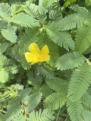 Tribulus cistoides