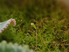 Leptobryum pyriforme