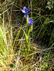Gentianopsis barbata