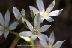 Ornithogalum umbellatum