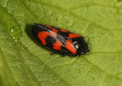 Cercopis vulnerata