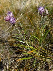 Saussurea salicifolia