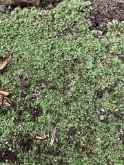 Marchantia polymorpha