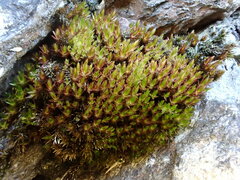 Imbribryum alpinum