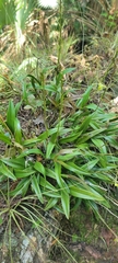Epidendrum conopseum