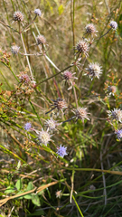 Eryngium integrifolium