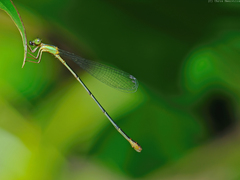 Leptobasis guanacaste