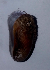 Modiolinae