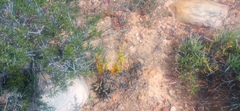 Crassula subaphylla subaphylla
