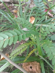 Gleditsia triacanthos