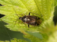 Harpocera thoracica
