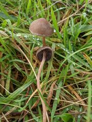 Panaeolus fimicola