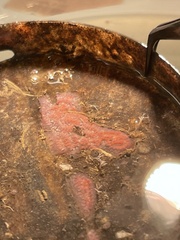 Botrylloides diegensis