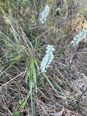 Spiranthes