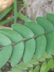 Gleditsia triacanthos