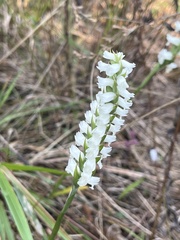 Spiranthes