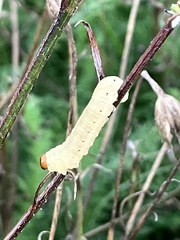 Diprion pini