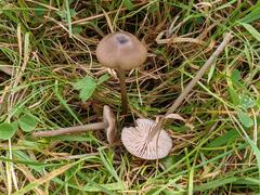 Entoloma longistriatum
