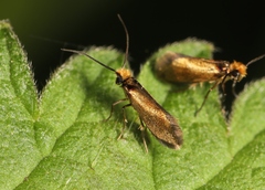 Micropterix calthella