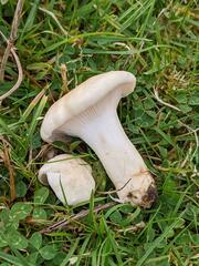 Cuphophyllus pratensis pallidus