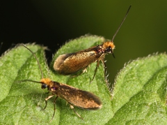 Micropterix calthella