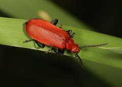 Pyrochroa serraticornis