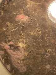 Hydrallmania falcata