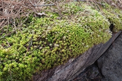 Subsecunda