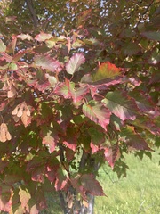 Acer ginnala