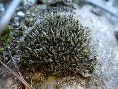 Coscinodon cribrosus