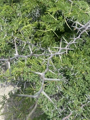 Vachellia tortuosa