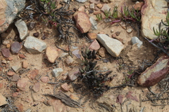 Adromischus filicaulis