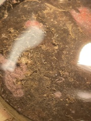 Hydrallmania falcata