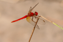 Diplacodes haematodes