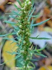 Artemisia biennis
