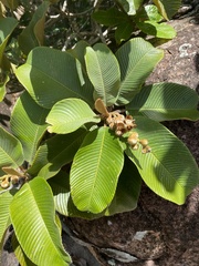 Dillenia ferruginea