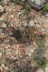 Brianhuntleya intrusa