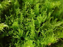 Cephaloziella
