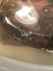 Schizoporella unicornis