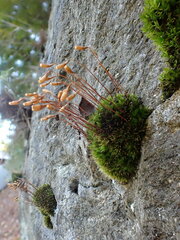 Ptychostomum pallescens