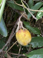 Passiflora contracta