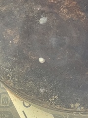 Crepidula fornicata