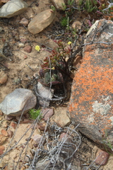 Adromischus maculatus