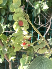 Cissampelos pareira
