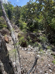 Casuarina equisetifolia