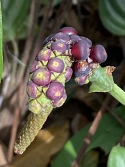 Anthurium raimundii